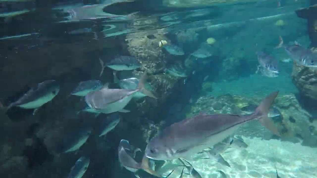 Ocean World Dominican Republic snorkeling Lagoon, crazy friendly fish