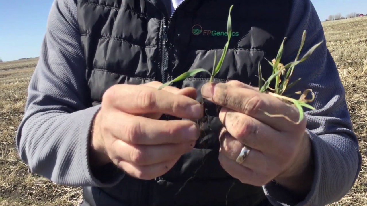 Hybrid Fall Rye 2020 04 21