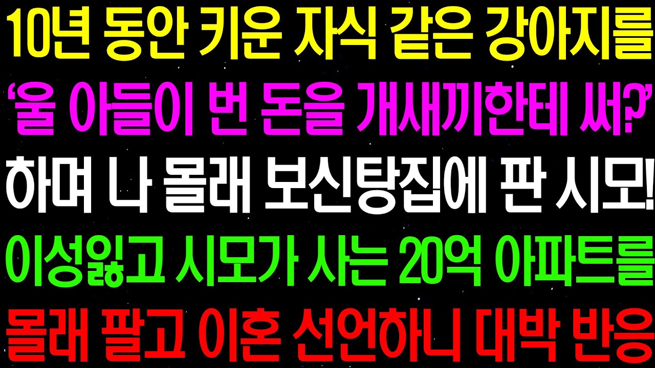 실화사연- 10년 동안 키운 자식 같은 강아지를 나 몰래 보신탕 집에 팔아넘긴 시모../라디오사연/ 썰사연/사이다사연/감동사연