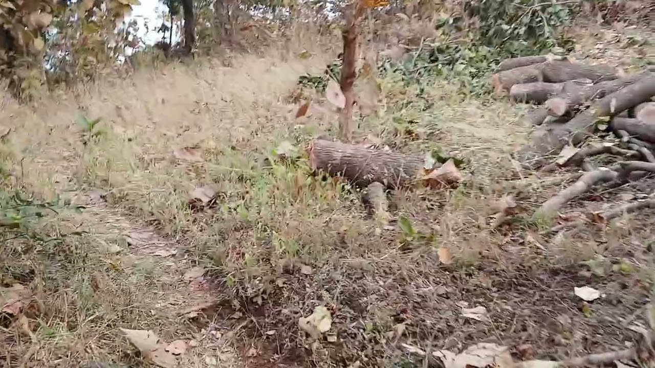 Mere gavke jangal  parat 1
