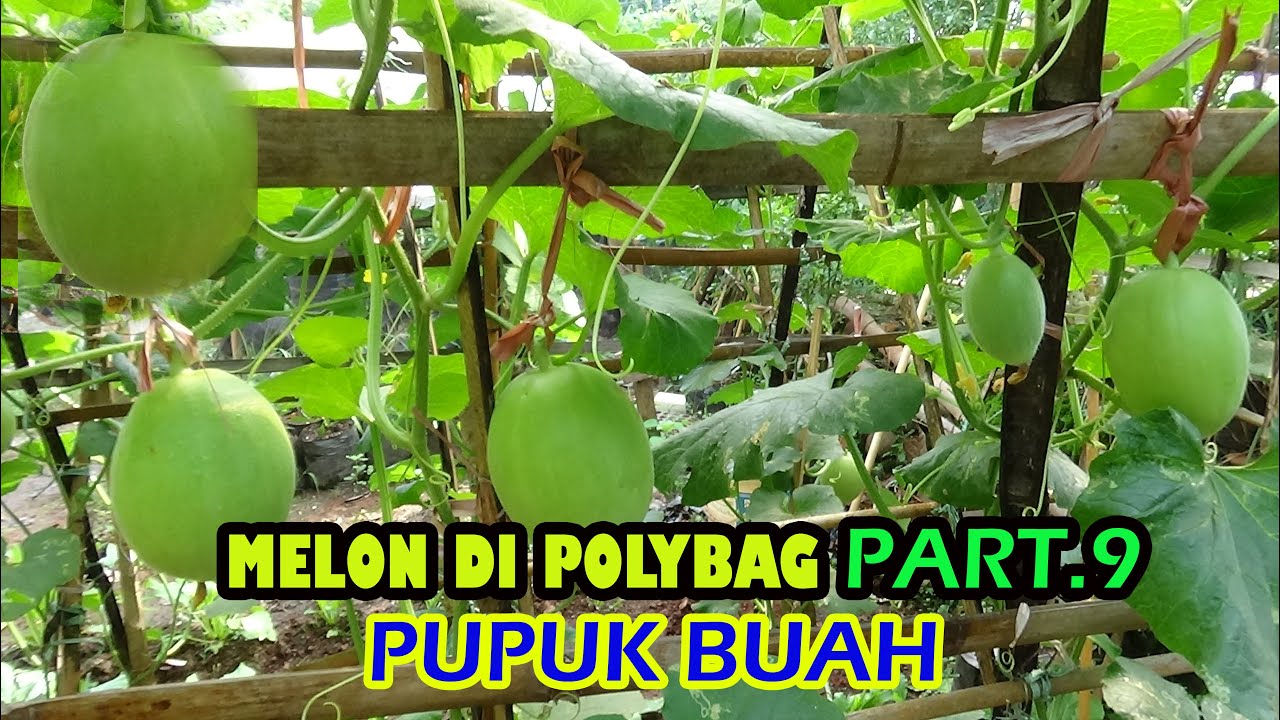 Tutorial Tani Menanam MELON dI Polybag  (PUPUK BUAH)   #PART 9