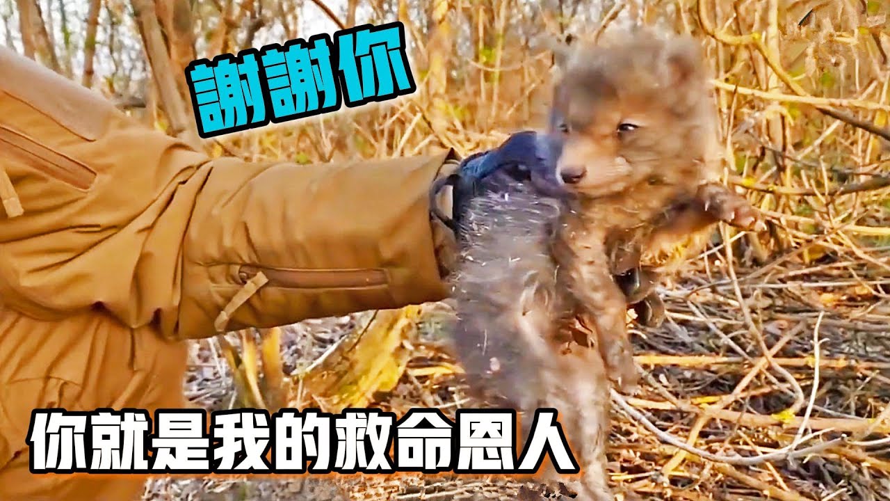 小狐狸被漁網死死纏住，好心人剛救下，它就粘著恩人求收留
