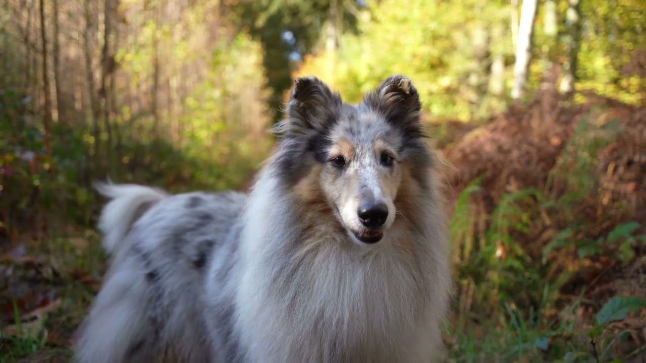 Waldzauber - Unvergessliche Momente mit Buffy & Simba - Langhaar Collie - Hundefilm