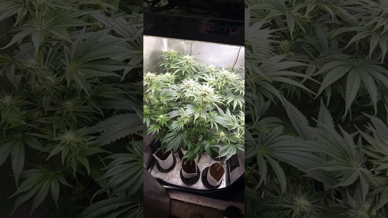Day 29 of flower for Hella Jelly