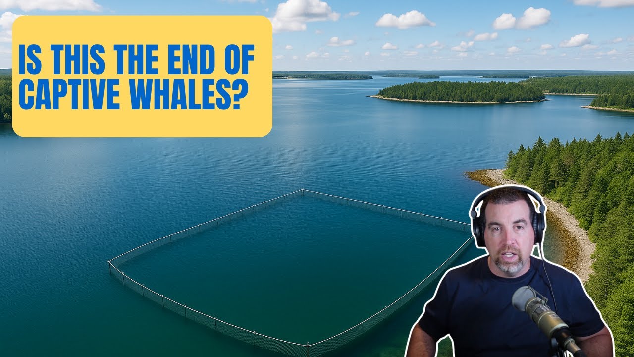 Nova Scotia Whale Sanctuary Approval: What It Means for Captive Whales and Ocean Conservation