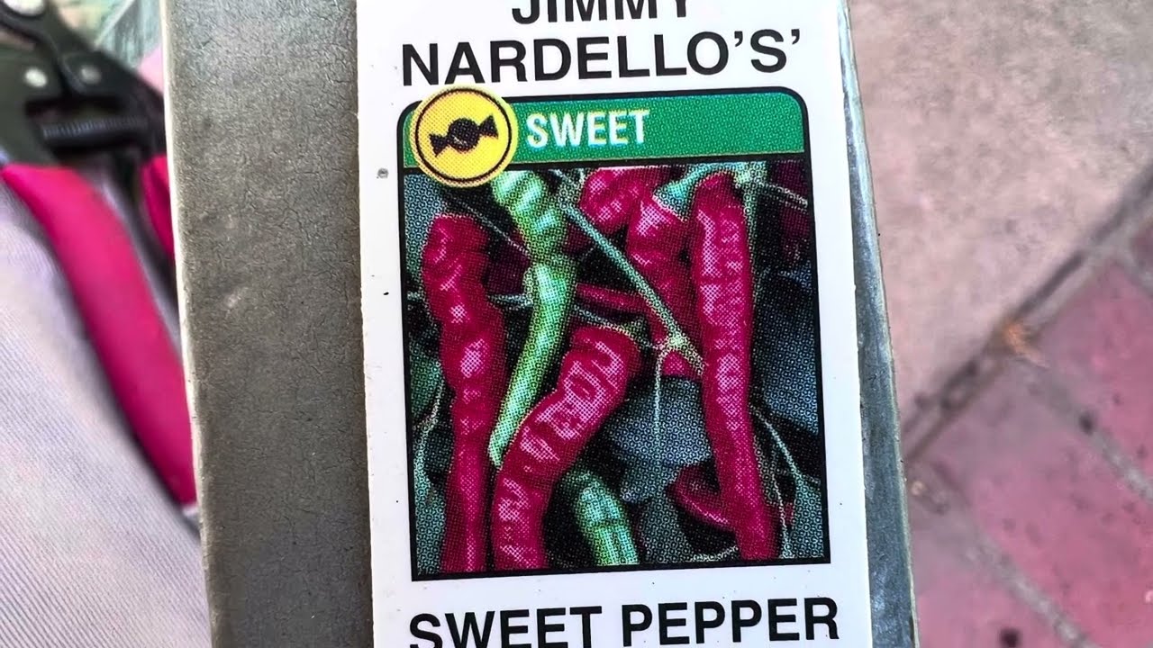 Jimmy Nardello Italian Sweet Peppers!