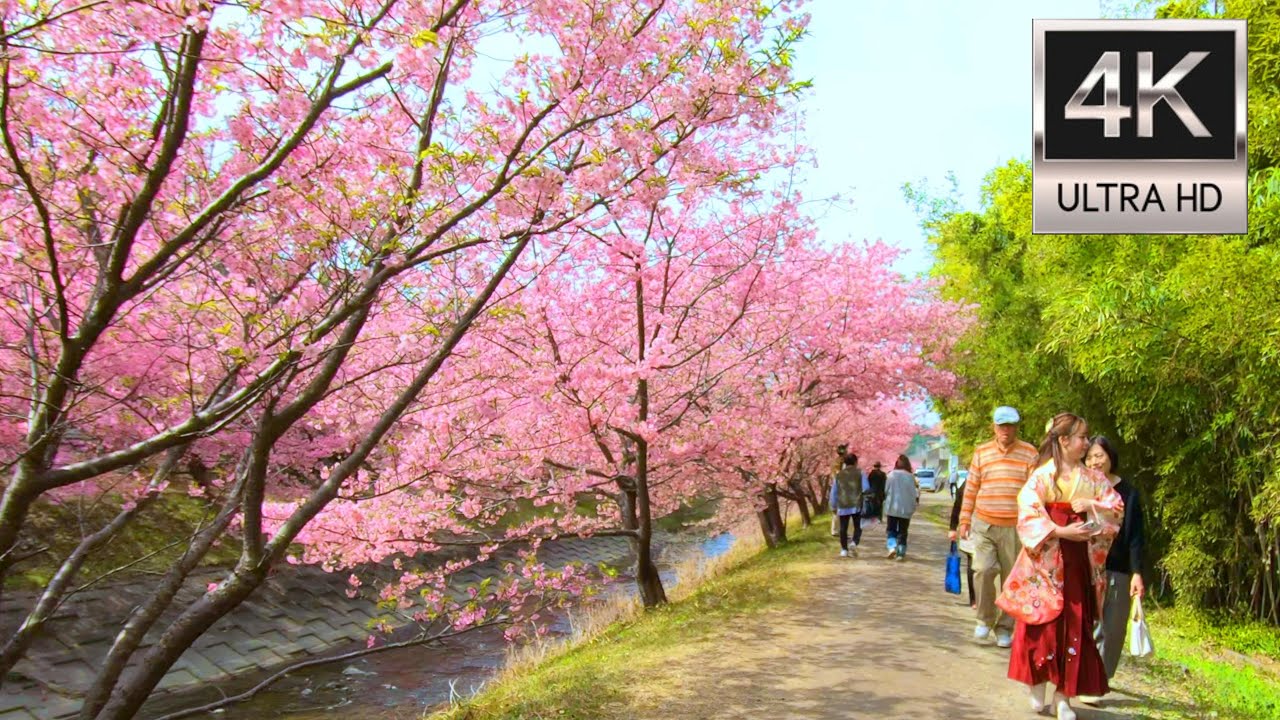 桜満開・東大山河津桜祭り2025 Walk through the Higashioyama Kawazu Cherry Blossom Festival