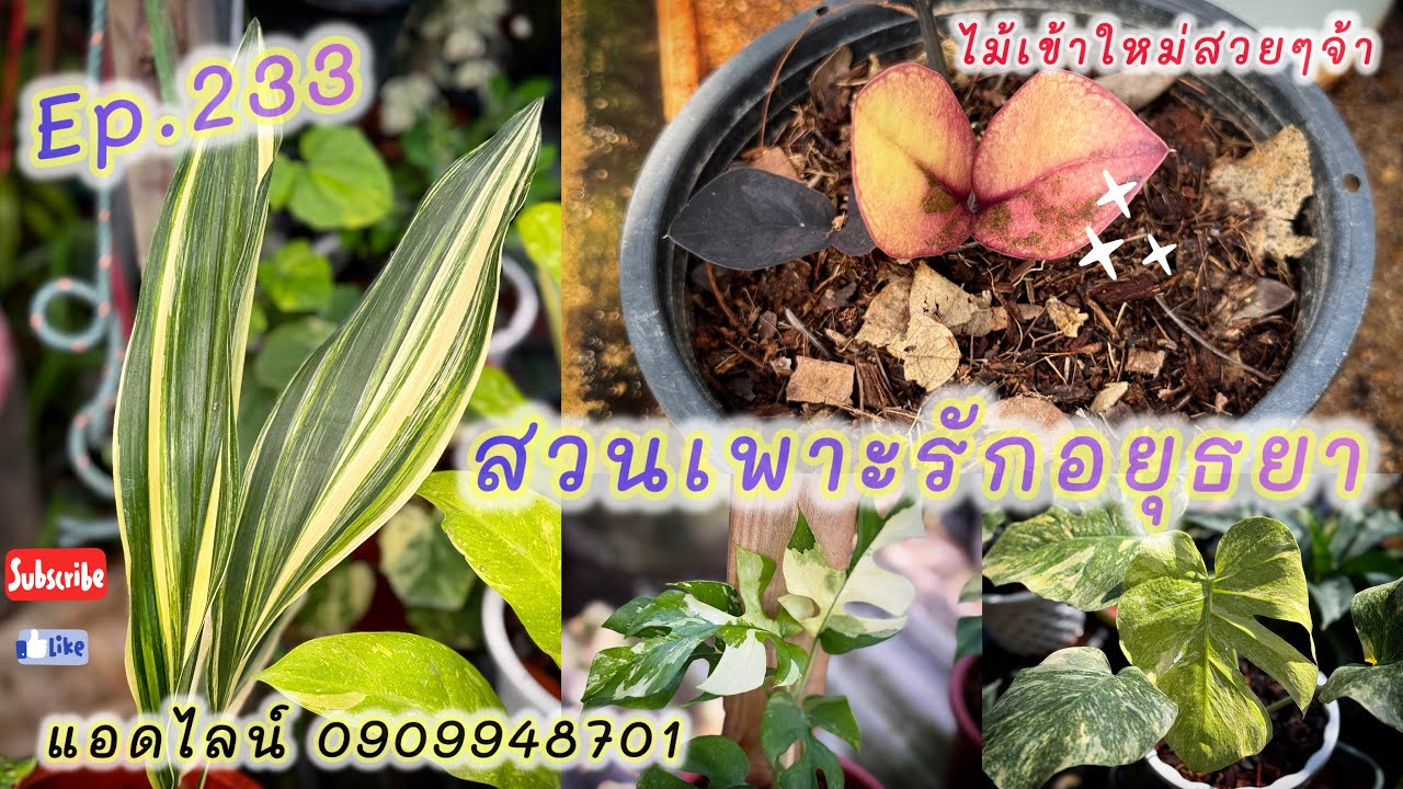 ไม้สวย กวักแคระสวย สวนเพาะรักอยุธยา ep.233 โทร แอดไลน์ 0909948701 #plants #plantlover #ไม้ด่าง 