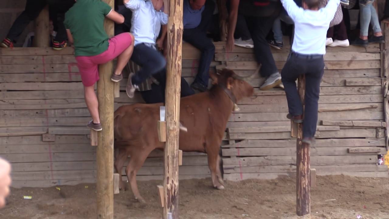 Capeas Segura de León 2016 | Las mejores imágenes del sábado 17 (5º Día)