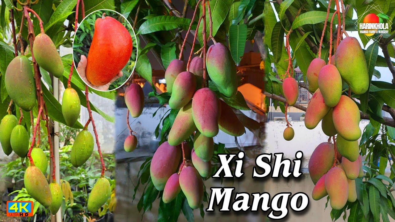 Xi shi mango plant | 11 shi mango | ji si mango | si si mango tree