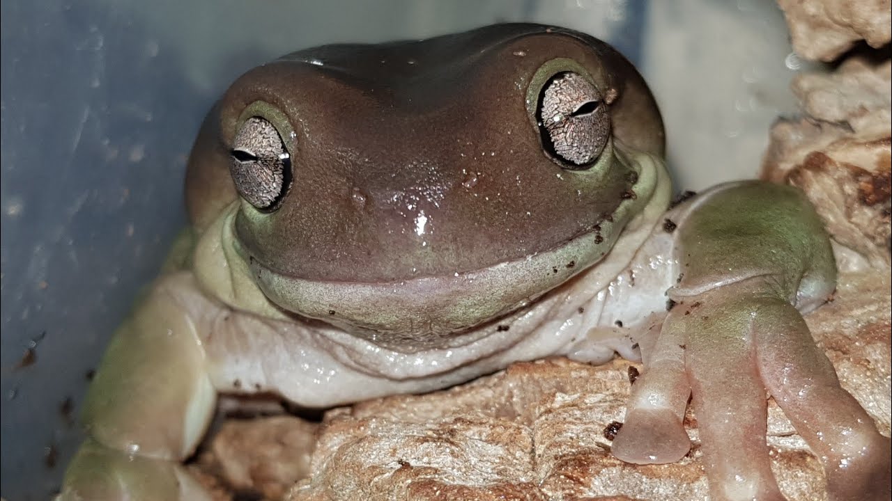 Litoria caerulea feeding