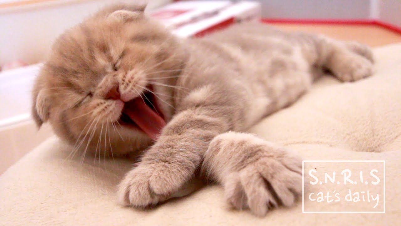 고양이 이즈의 3분 6초 [탐묘생활]