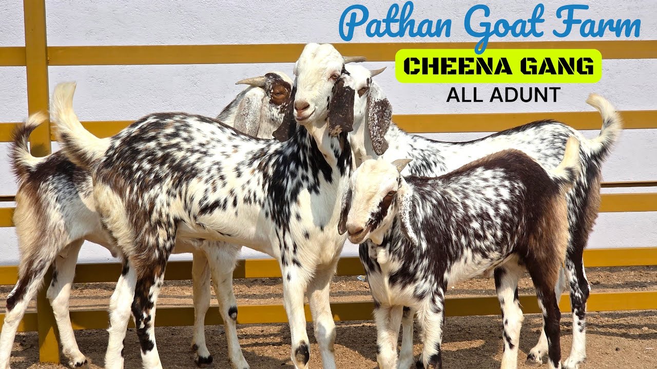 CHEENA GANG AT PATHAN GOAT FARM | GODHRA | GUJARAT