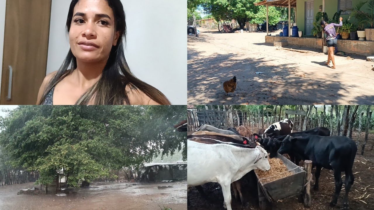 MUITA CHUVA AQUI +  MEU ESPOSO E MEU CUNHADO VENDERAM UNS ANIMAL PRA MARANHÃO VEJAM 