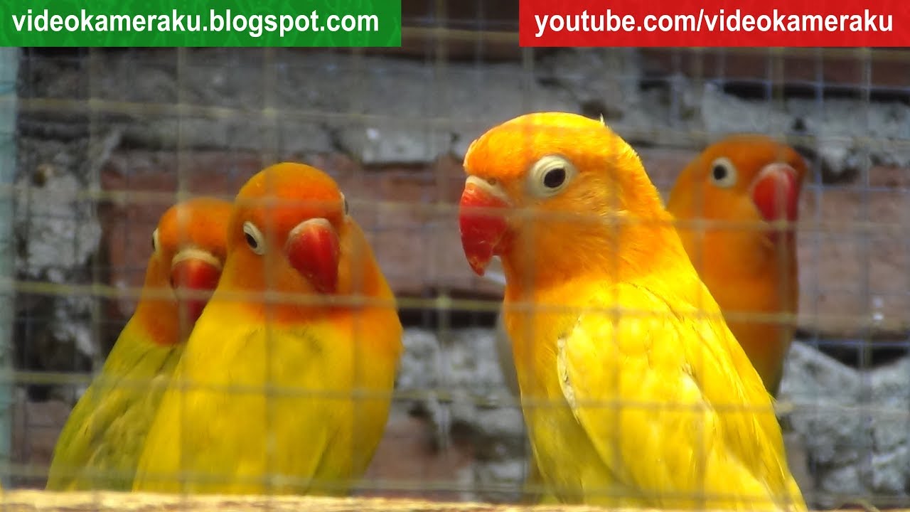 2 Hours Lovebird Sounds Aviary Series V4 - High Quality Audio Live Recording