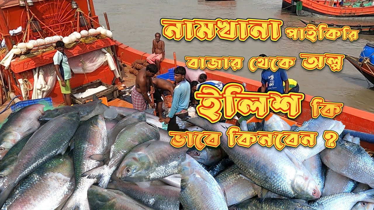 নামখানা বাজার থেকে কম ইলিশ মাছ কিনবেন কিভাবে? hilsa fish market ||Daimond hilsa market