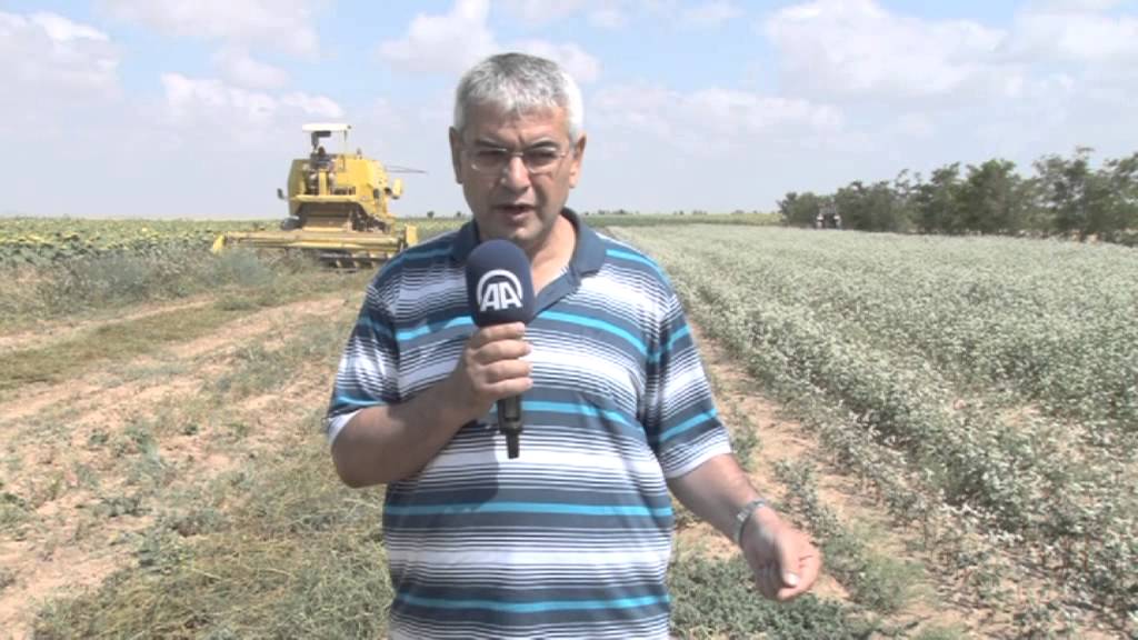 karabuğday tohumunu ilk üreten özel tohumculuk şirketi