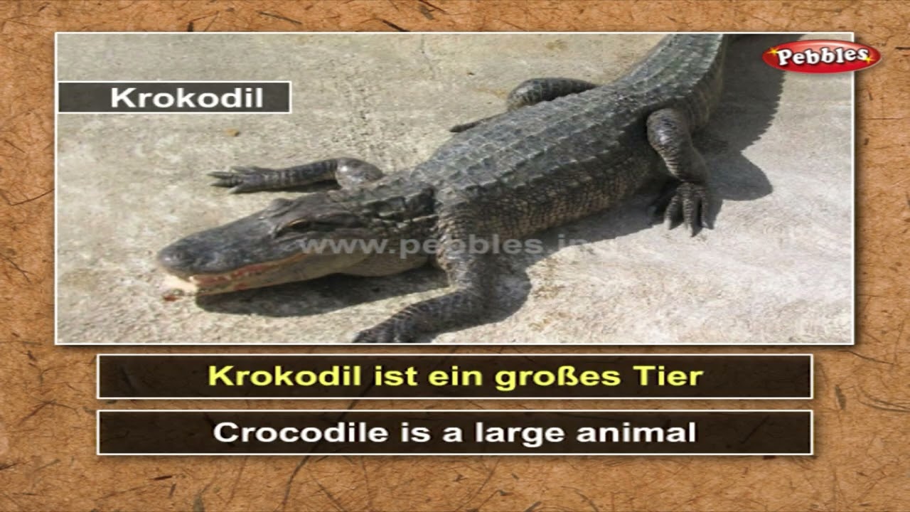 Learn German Animals, Birds | Learn German Through English | German For Beginners | Pebbles