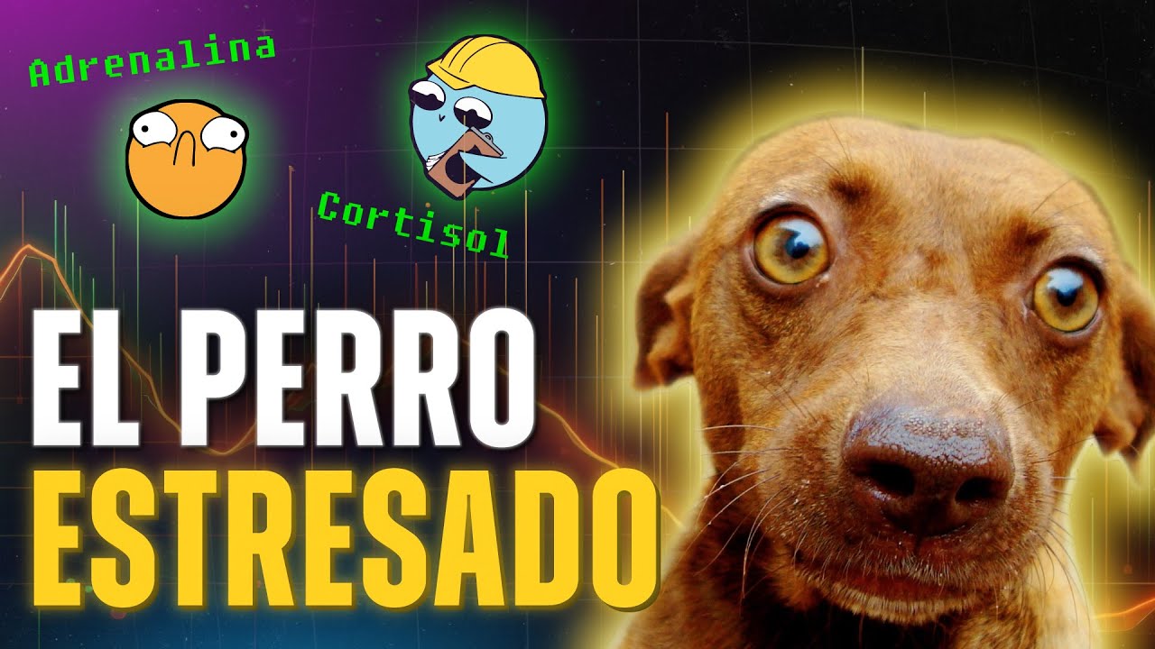 ESTR&Eacute;S EN PERROS [parte 1] #educacioncanina #perros #adiestramientocanino #comportamientocanino