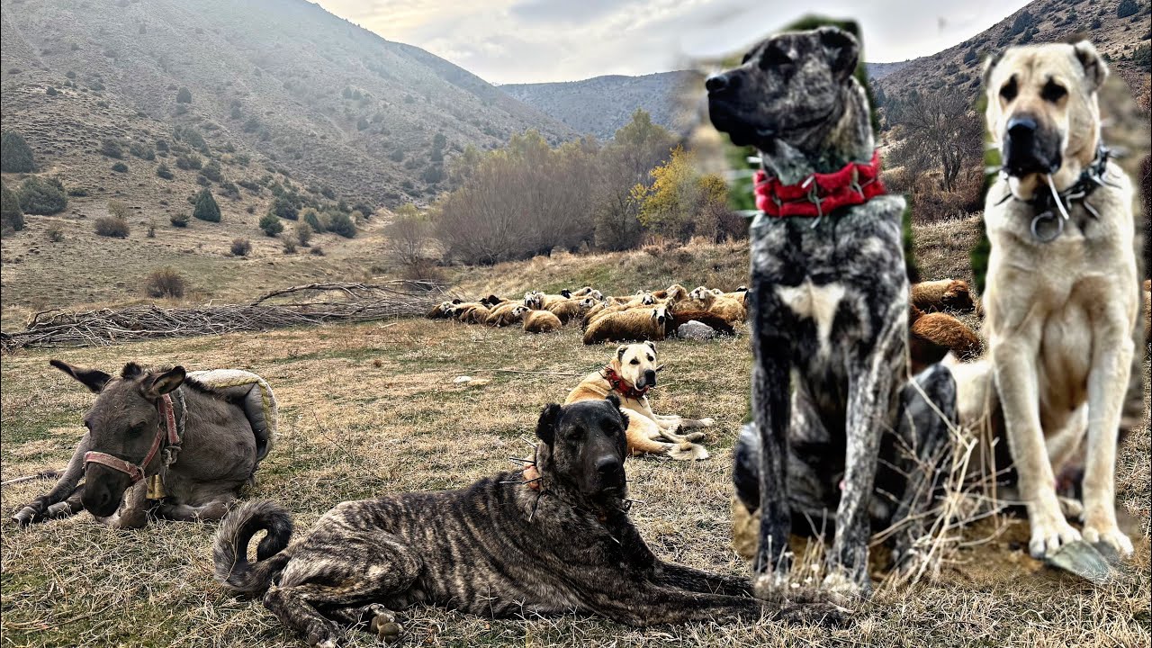 VARDİYADAKİ KURTÇUL  SÜRÜ KÖPEKLERİ 3 GÜN NE YAPTI?~ FULL HİPERAFTİF KÖPEKLER~ÇAPARLAR