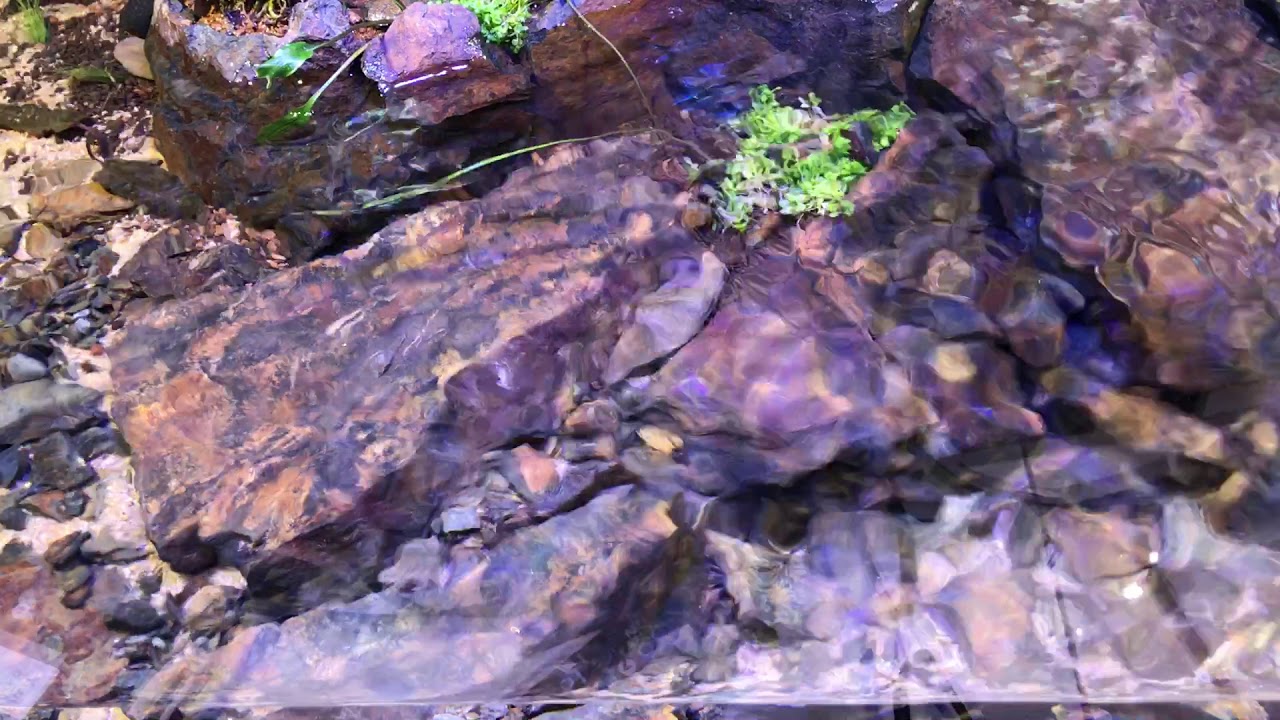 DIY Stream Aquarium