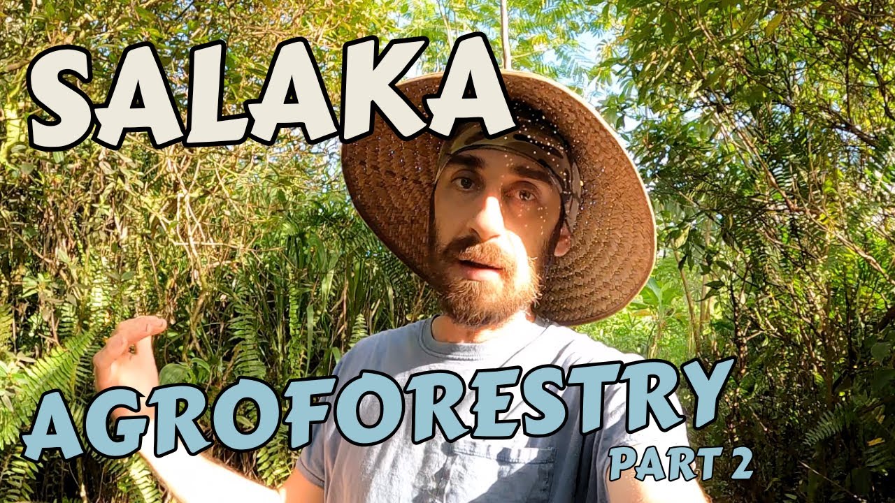 Salaka Agroforestry Part 2