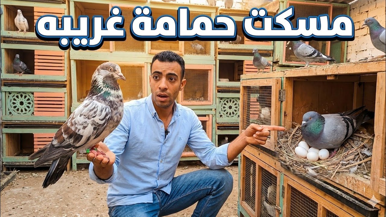 مسكت حمامه غريبه 🤫 والحمام الجديد باض 