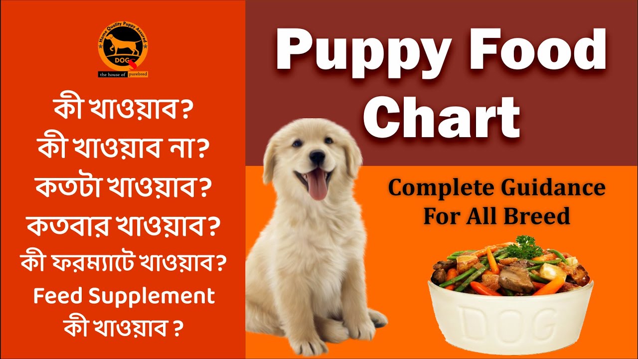 Homemade puppy food | Puppy food chart | Best puppy food | Bengali | QDogS
