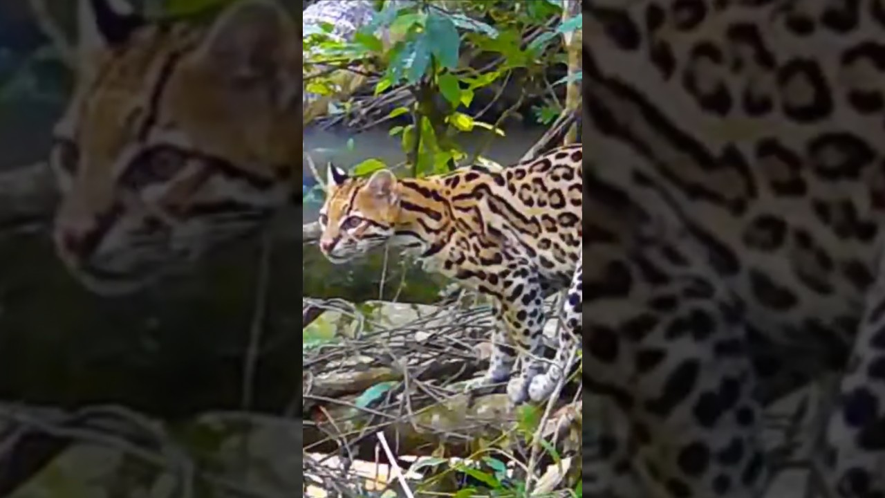 incredible ocelot filmed during the day #nature #wildlife