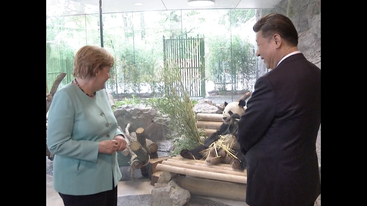 Xi, Merkel Launch Panda Garden in Berlin Zoo