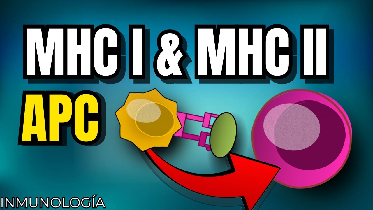 MHC I & II: Locus, Estructura, Procesamiento y Presentación de Antígenos