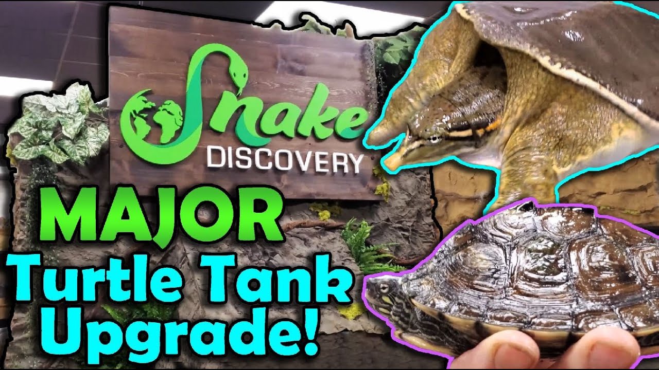 Moving our Turtles into the Zoo!!