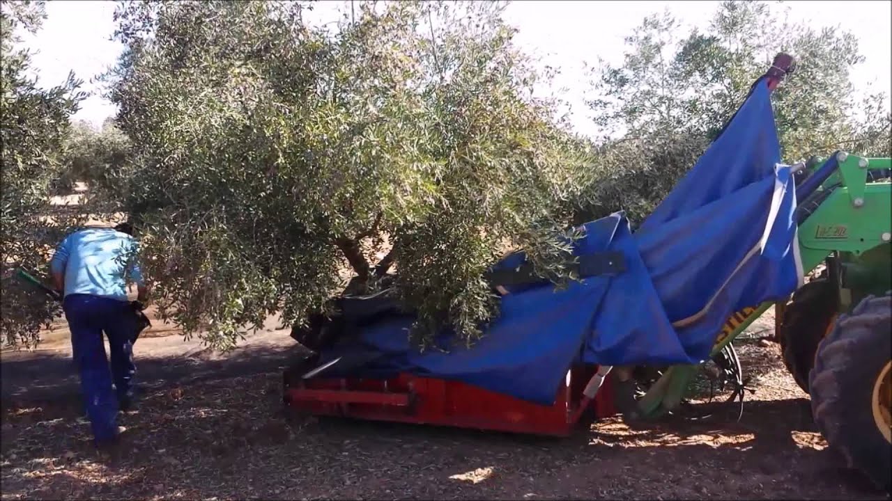Vibro agruiz aceituna pisa tripuntal en finca giraldo dovao olivas olivo