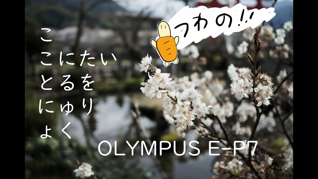OLYMPUS E-P7 M.ZUIKO DIGITAL 17mm F1.8 と一緒に津和野を歩くけど観光地ってどう撮ればいいのかわかんない日 スチルとうろつき #20