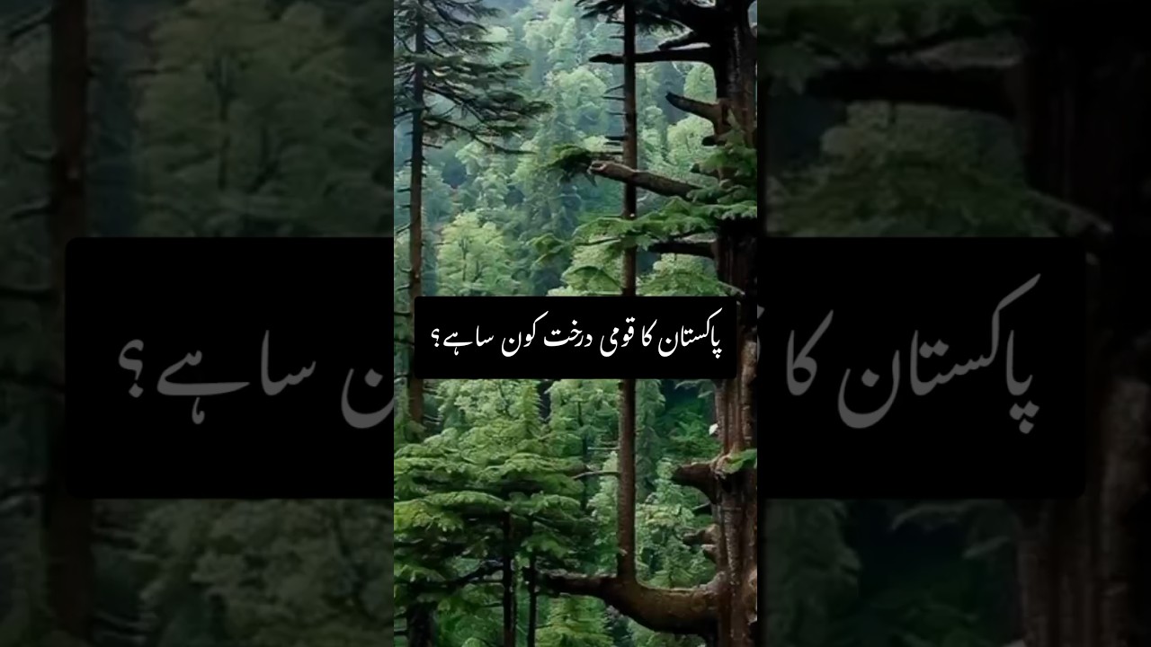 Какое дерево является национальным символом Пакистана? #urduknowledge #urduknowledgechannel #urdu...