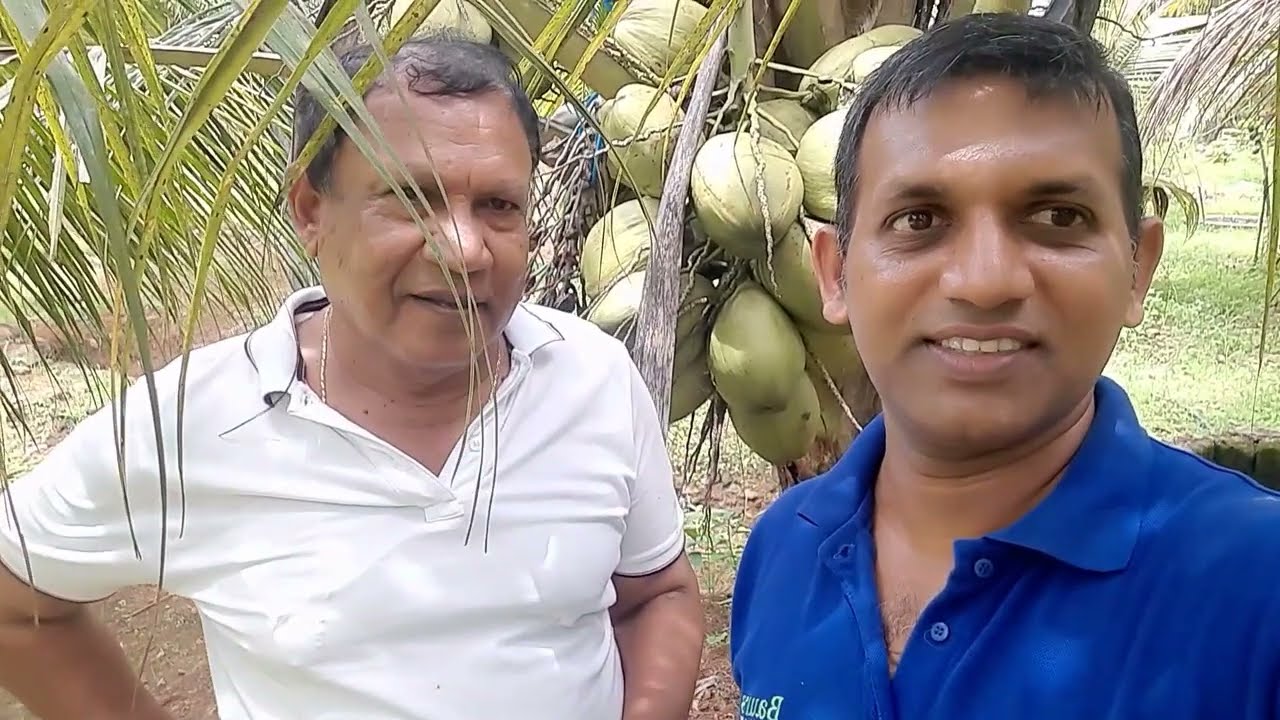 අධි ඝණත්ව පොල් වගාව |අක්කර භාගයයි පොල් පැල 100 යි | High density coconut cultivation #coconut