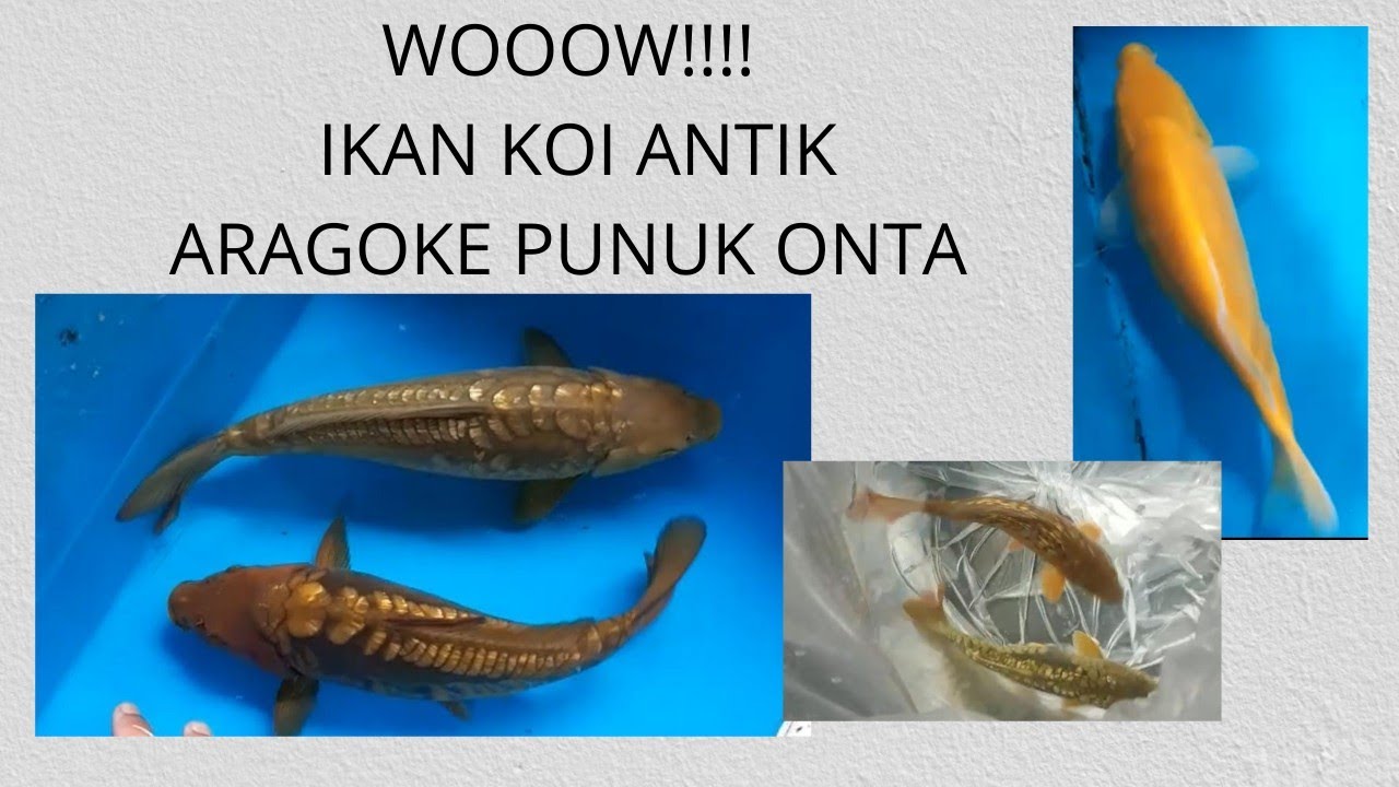 REVIEW IKAN KOI ANTIK ARAGOKE