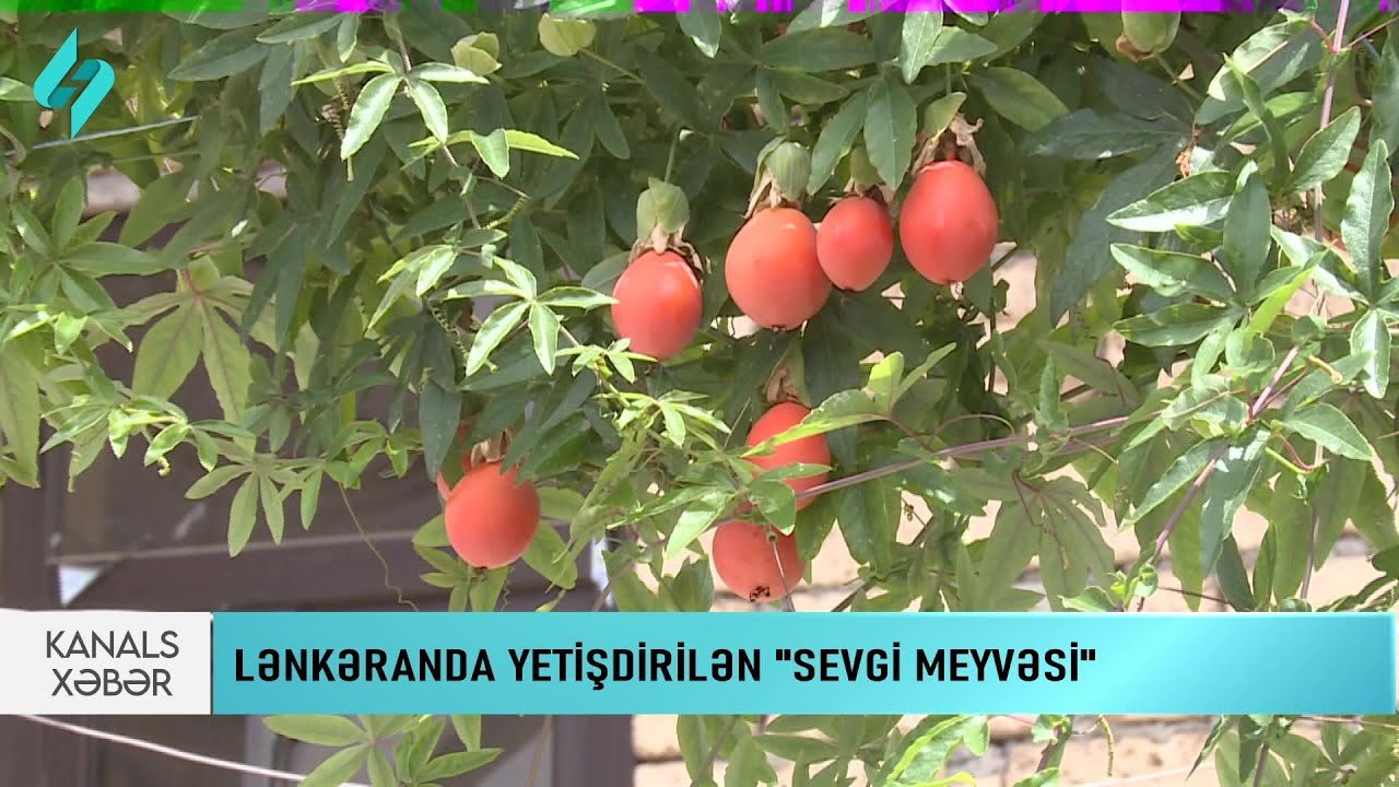 Lənkəranda yetişdirilən bu meyvə haqqında bilmədiklərimiz