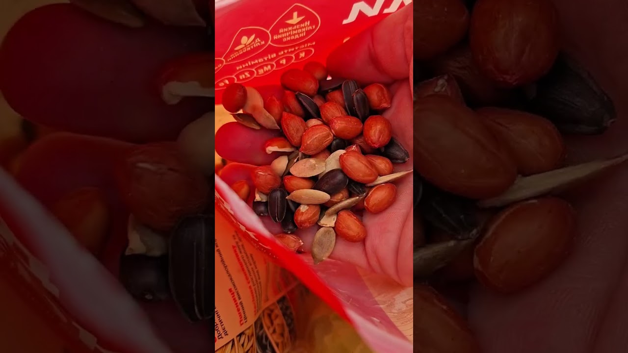 Супер фуди для пернатого щастя 😊#село #зима #птахи #годівнички #суперфуд #арахіс #birds #bird