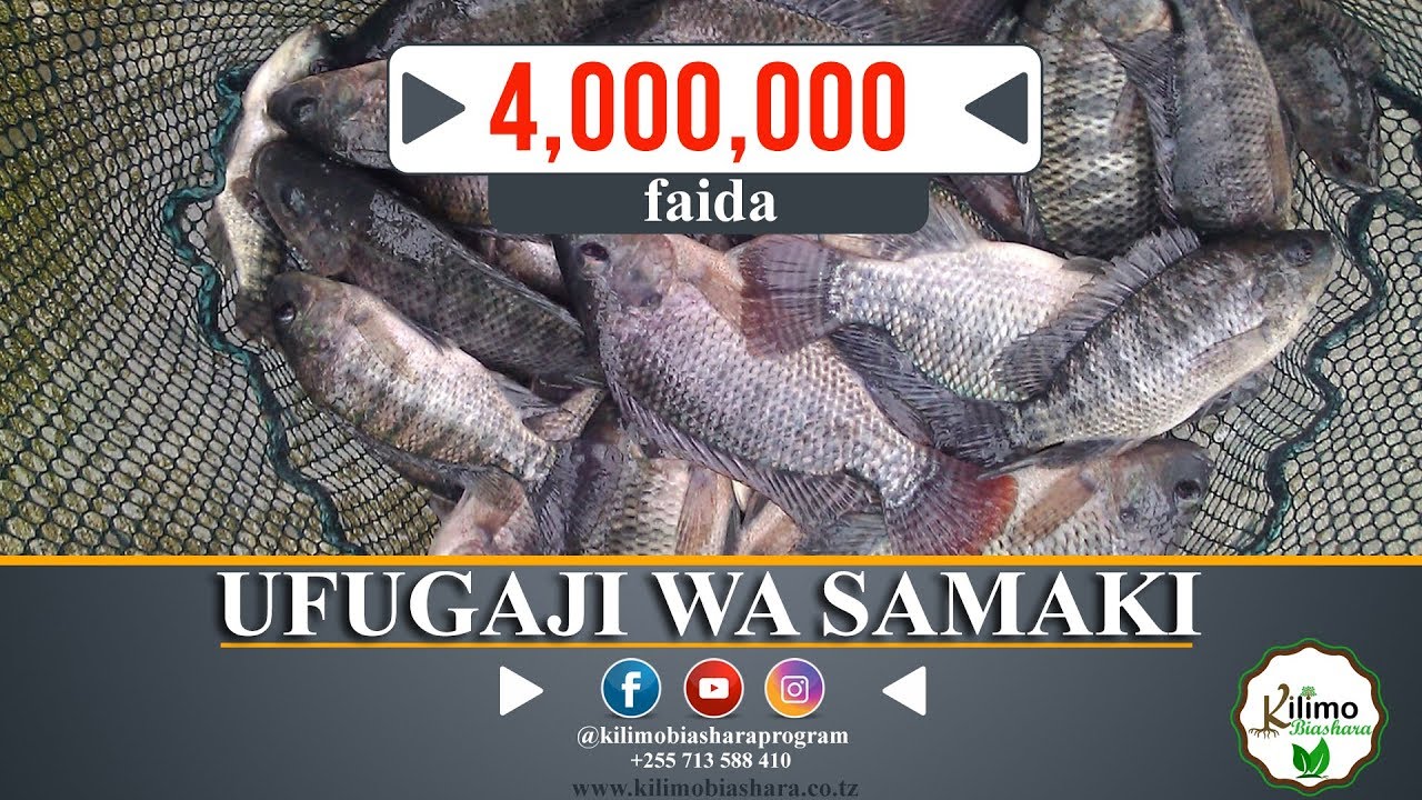 UFUGAJI WA SAMAKI NA MBEGU ZAKE