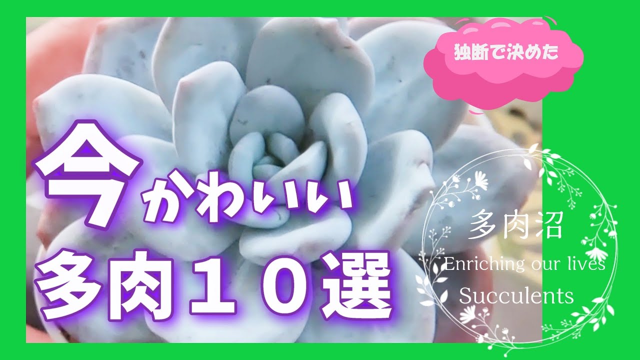 【多肉植物】#33　今だからかわいい我が家の１０選