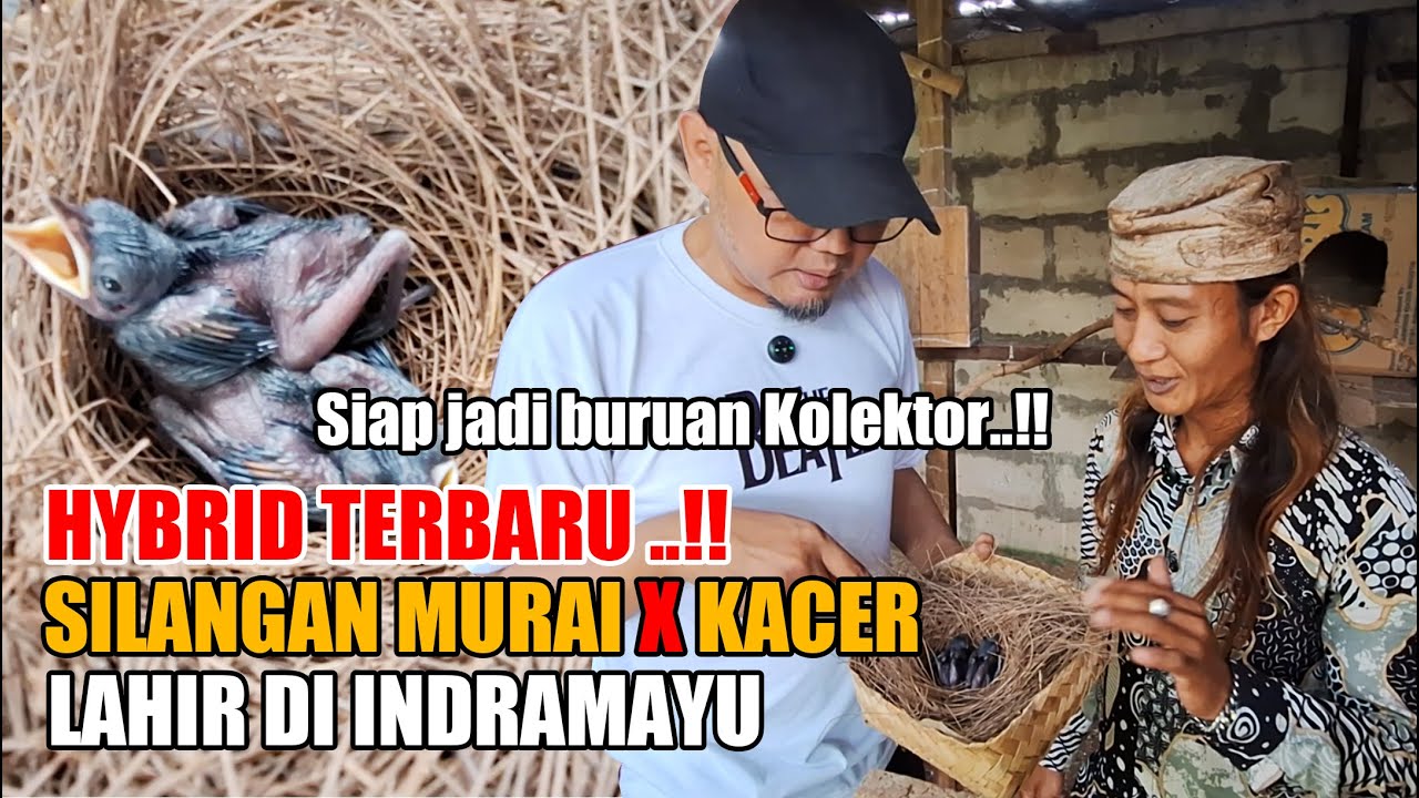 PETERNAK HYBRID MURKA 💢Silangan burung MURAI x KACER dari Indramayu, Siap jadi buruan para Kolektor💯