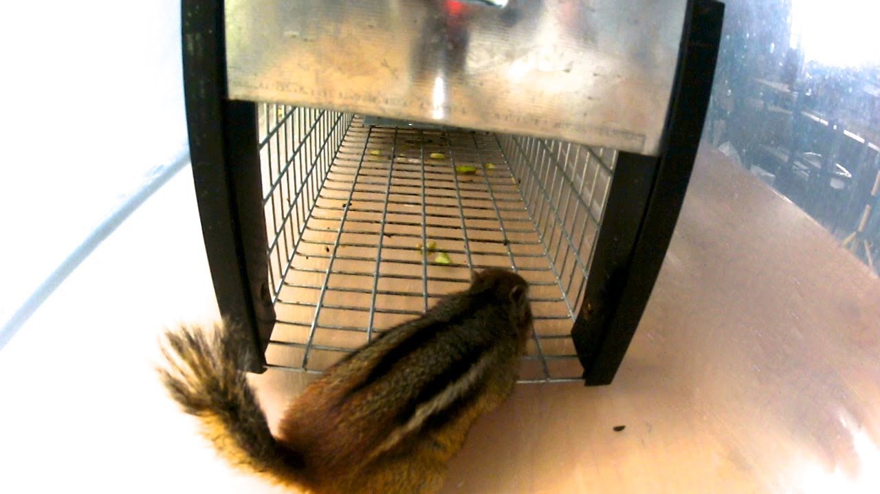 NEW! - Havahart 0745 Chipmunk Trap in Action - Full Review