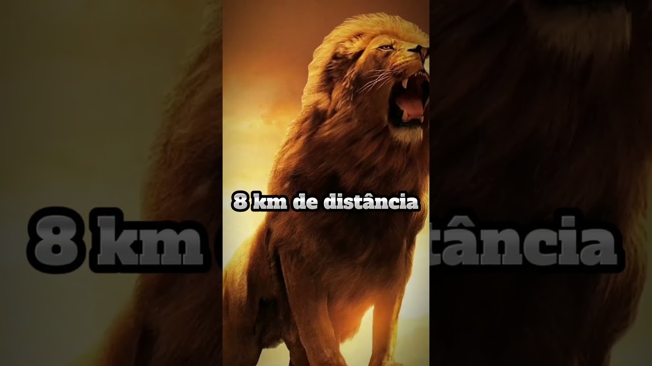 O Rugido do Le&atilde;o &eacute; Brabo 🦁