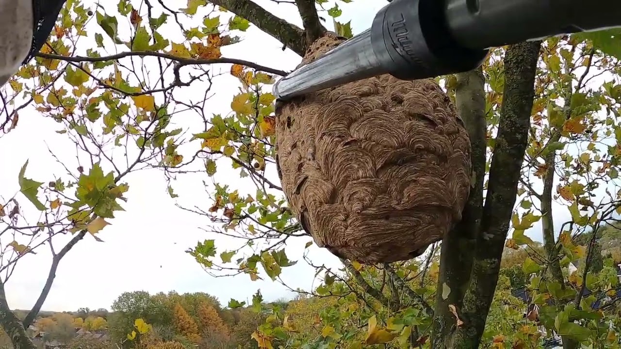 Aziatische hoornaar nest verwijderen