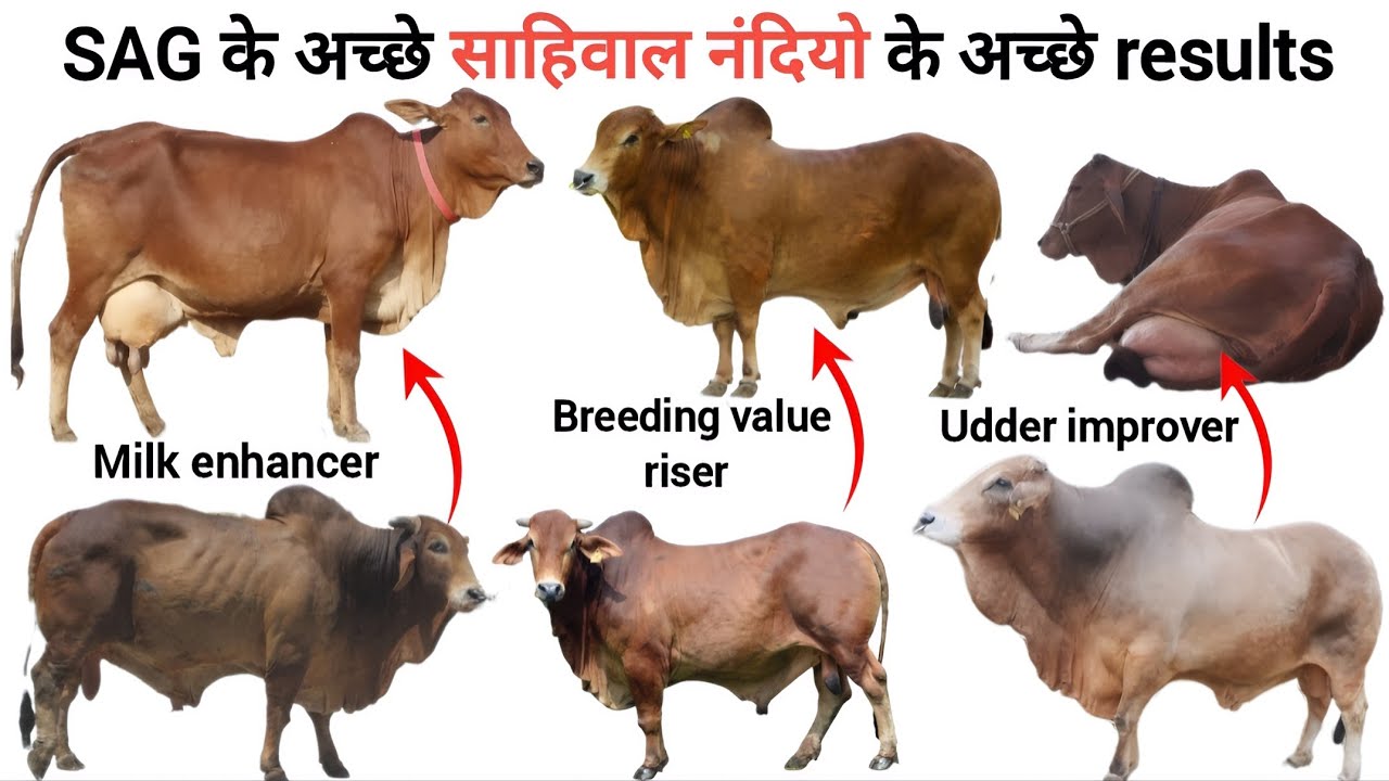 sag के top sahiwal bulls के top result🔥| s34 sahiwal bull | sag sl 10066 bull | s11 sahiwal bull