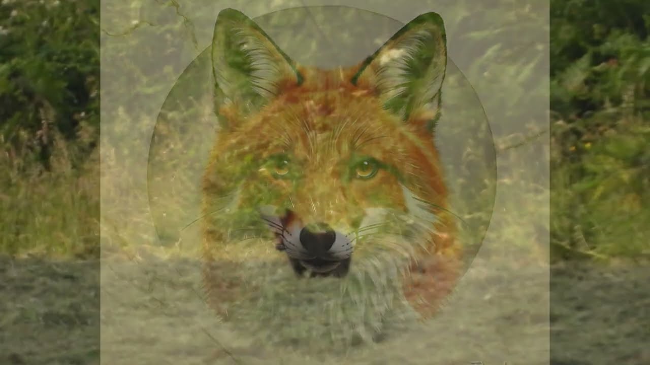 Que du Bonheur  !   renard roux   côtes d'Armor