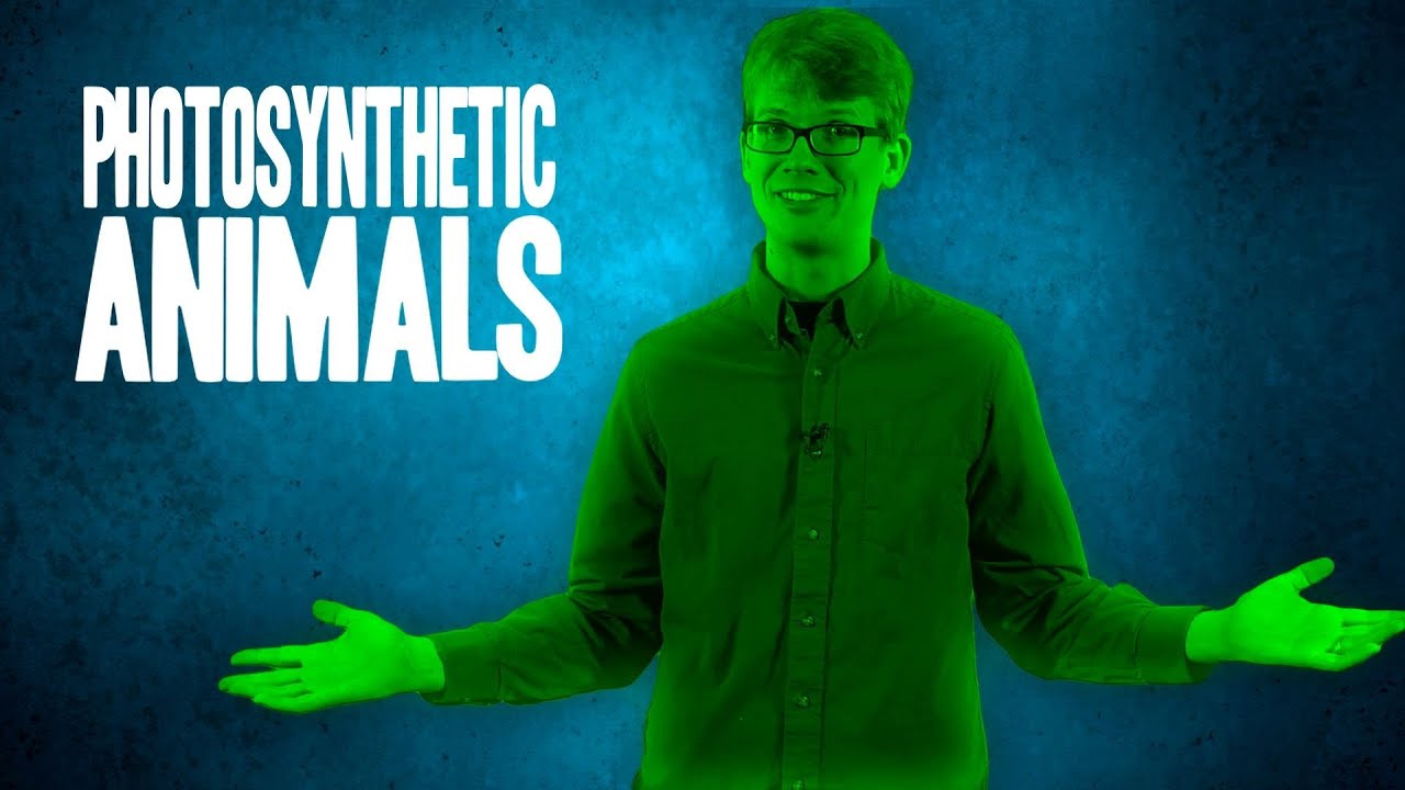 3 Amazing Photosynthetic Animals