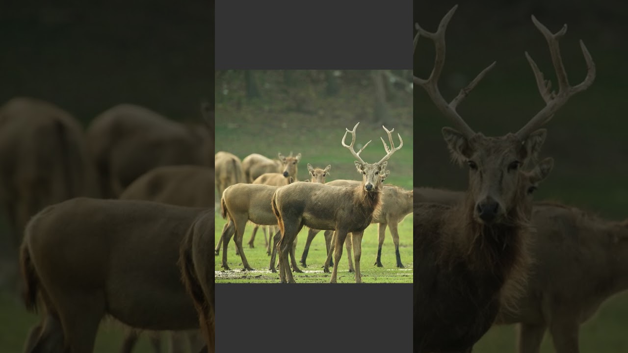 🦌 CIERVO DEL PADRE DAVID (MILU)