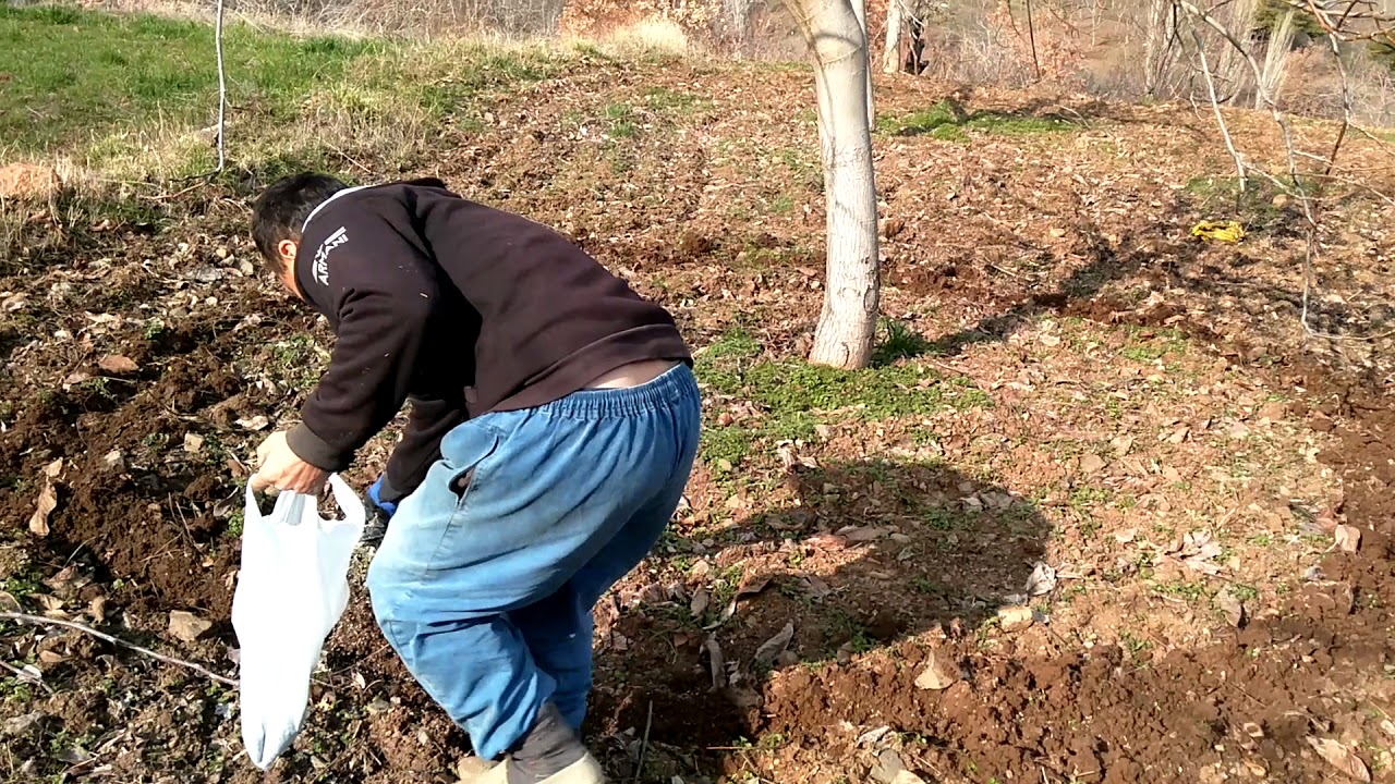 Oğuzlar 77 ceviz ağacında g&uuml;breleme